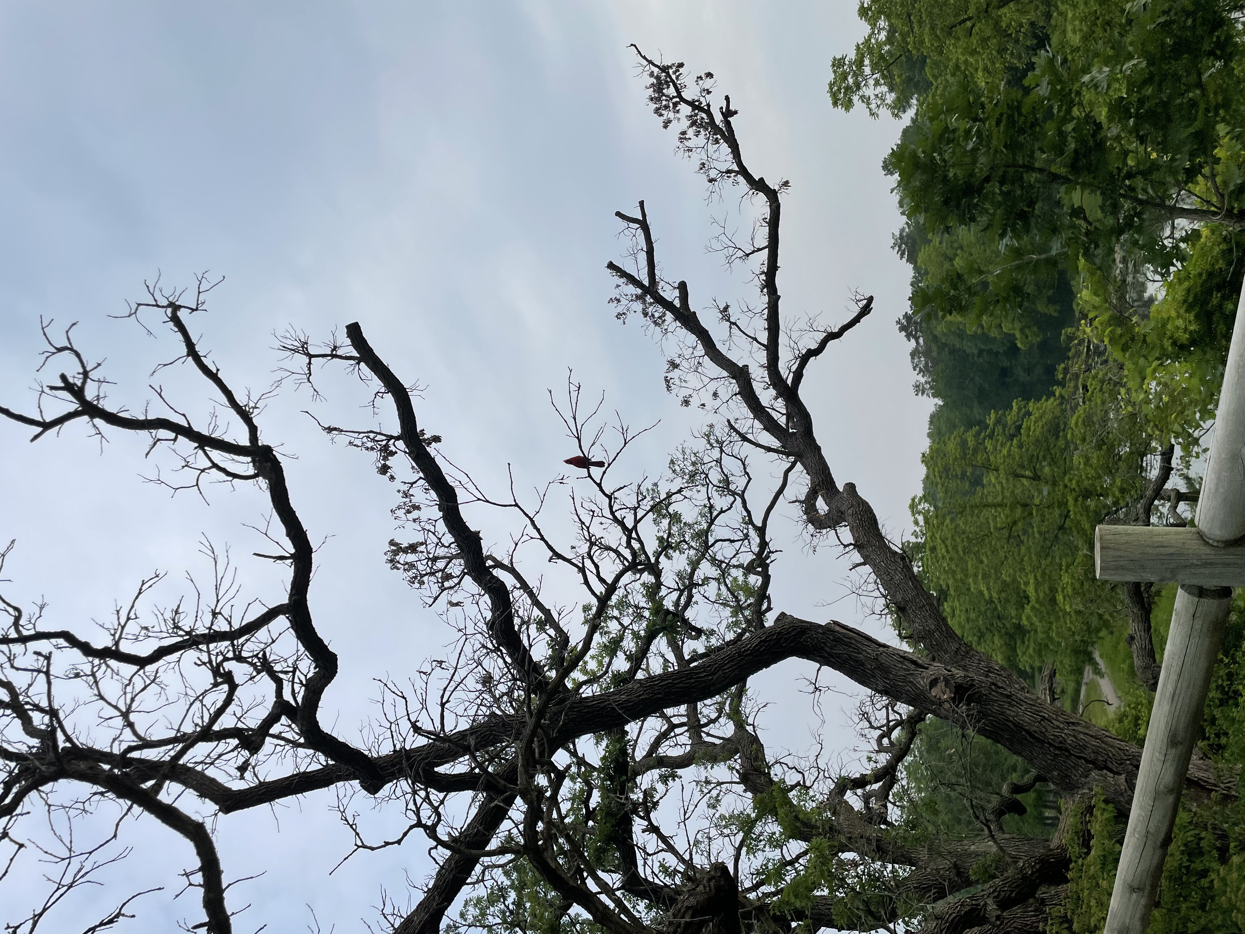 Spring at Lyman Lakes